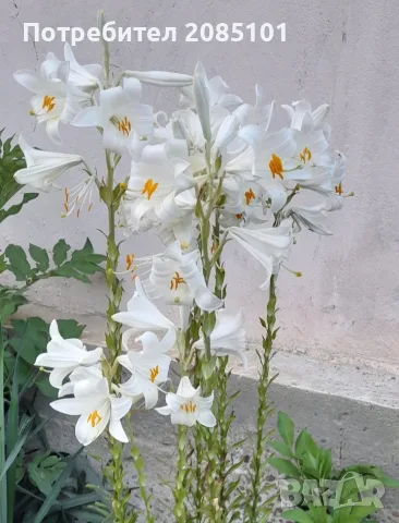 Луковици от Бял Крем (Мадонска Лилия / Lilium Candidum)