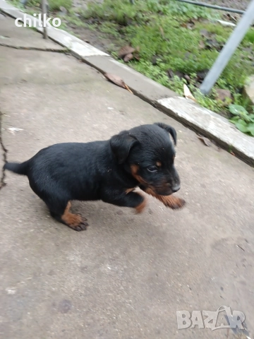 ягдтериер, снимка 3 - Ягдтериер - 52787759