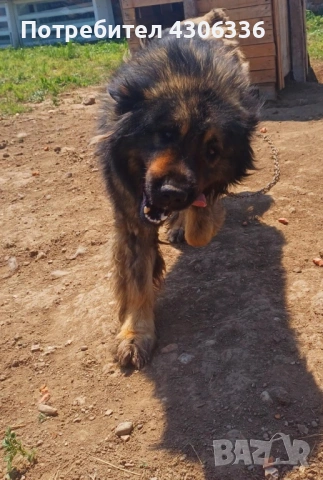 Шарпланинец кученца - чистокръвни , снимка 7 - Други - 53628473