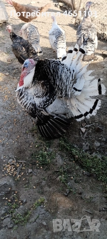 Черен петък - Пуйки и Пуяци, снимка 4 - други­ - 52416417