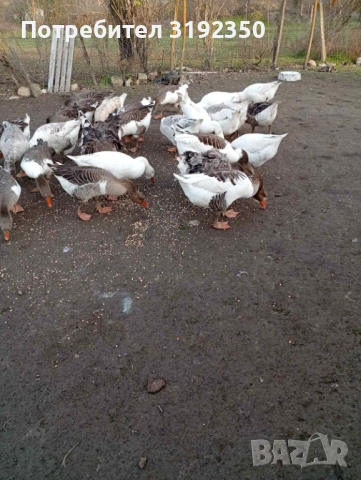 Продавам гъски свободно отглеждани.