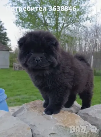 Чау чау, снимка 1