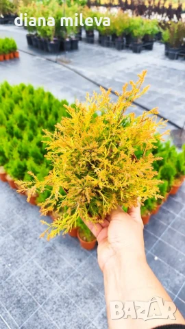 Западна туя Рейнголд (Thuja occidentalis Rheingold), студоустойчива, снимка 15 - Градински цветя и растения - 37392581