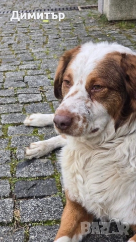 Кученце си търси дом , снимка 7 - Други - 51563544