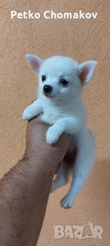 чихуахуа , снимка 1