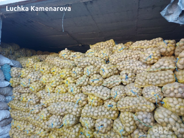 Продавам картофи за консумация и семена тази". 