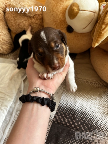 ДЖАК РЪСЕЛ БЕБЕТА-250ЛВ ЗА БРОЙ 1509251635, снимка 9 - Джак ръсел териер - 51722652