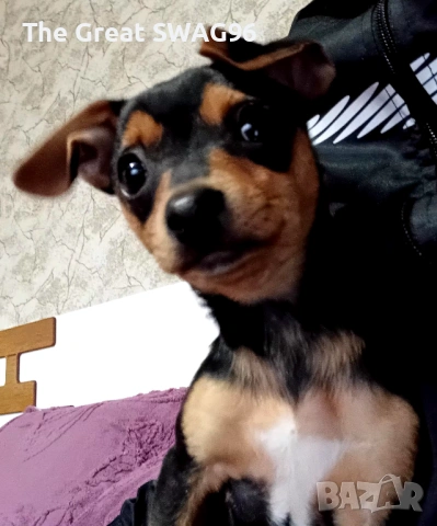 Prodavam pincher , снимка 2 - Пинчер - 53041665