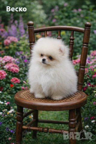 Померан мини мъжки 
