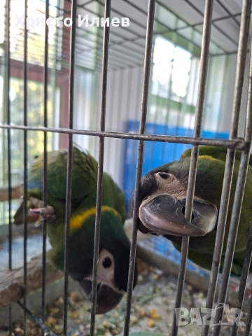 Продава ръчно хранени жълтоврати ари 