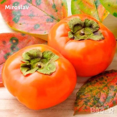 Райска ябълка (Сорт-Фую)-Без танин