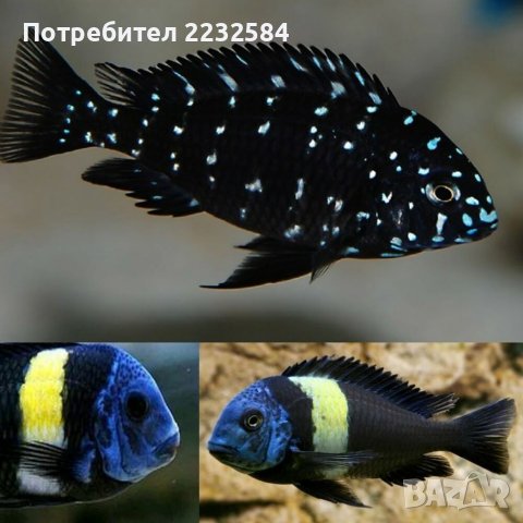 Рибки Трофеус различни видове!, снимка 1 - Рибки - 41533232