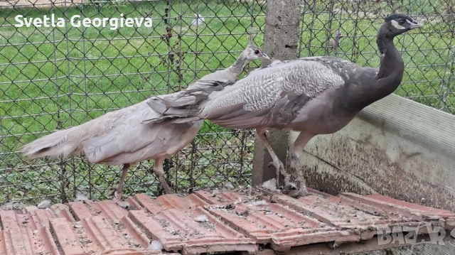 Тригодишни пауни