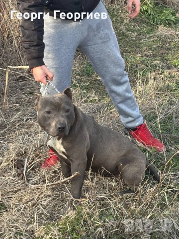 Чистокръвен Питбул Blue nose за разплод, снимка 2 - Питбул - 53698317