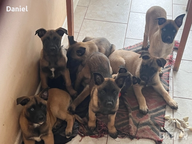 Белгийска овчарка-Малиноа , снимка 12 - Белгийска овчарка - 52623774