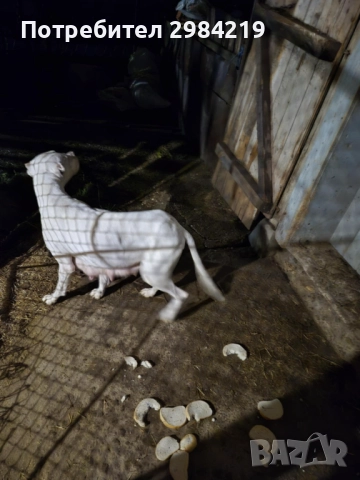 Дого Аржентино, снимка 4 - Дого аржентино - 52401620