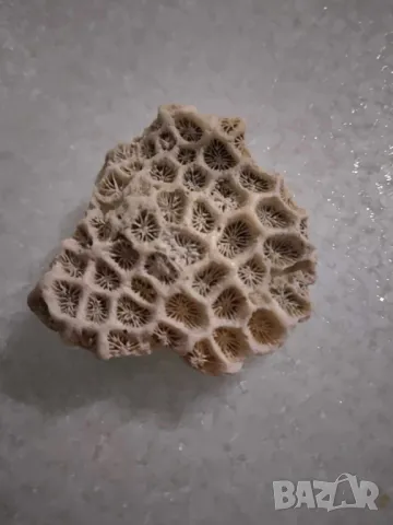 корал от Индийския океан, снимка 1