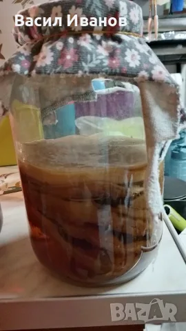 Домашна Комбуча чаена Гъба scoby (Скоби) + Стартер течност за напитка