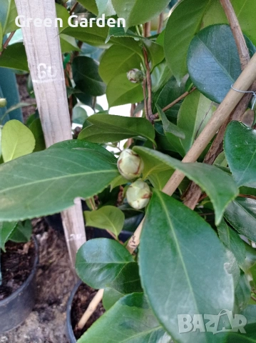 Камелия 140 см., снимка 5 - Градински цветя и растения - 53412571