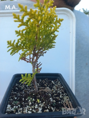 Вкоренен разсад на туя смарагд и др. вечнозелени растения, снимка 5 - Градински цветя и растения - 41822906