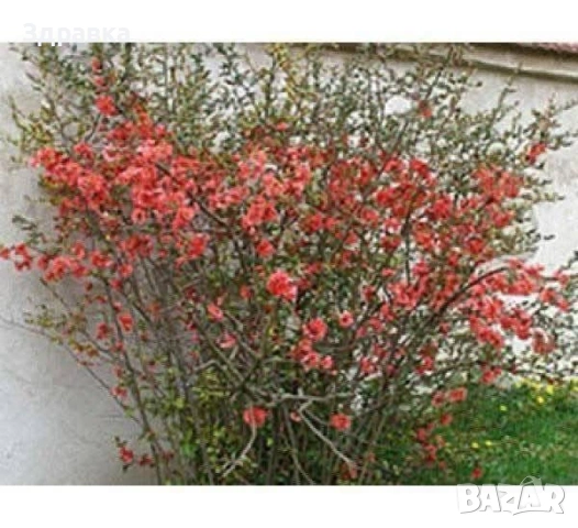 Японска дюля , снимка 3 - Градински цветя и растения - 53416501