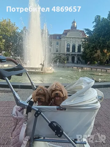 Малтипу момче Teacup / Maltipoo F1 / пудел Teddy mini тъкап, снимка 2 - Пудели - 55077818
