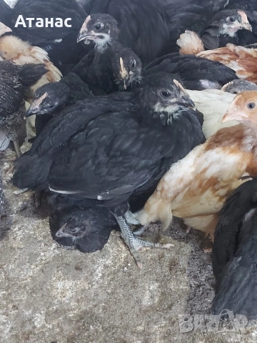 Черен австралорп, кафяв и черен доминант., снимка 6 - други­ - 53830777