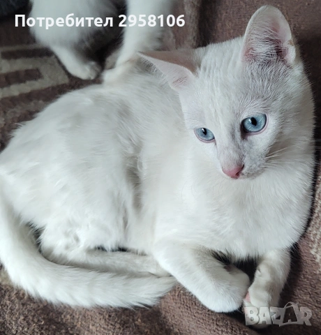 бяло мъжко коте, сини очи, 5 мес., снимка 5 - Британска късокосместа - 53197414