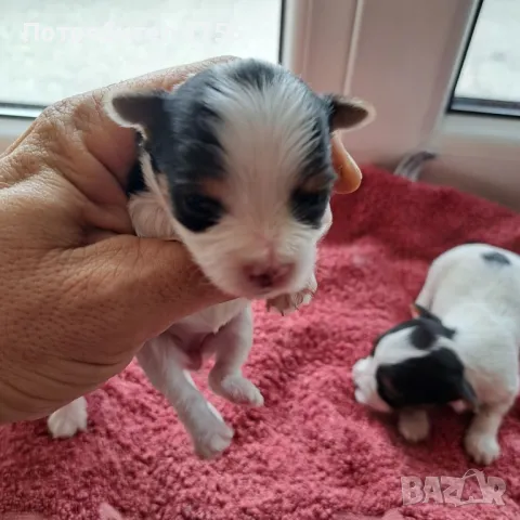 Йоркширски териер, Бивер , снимка 8 - Йоркширски териер - 42851993