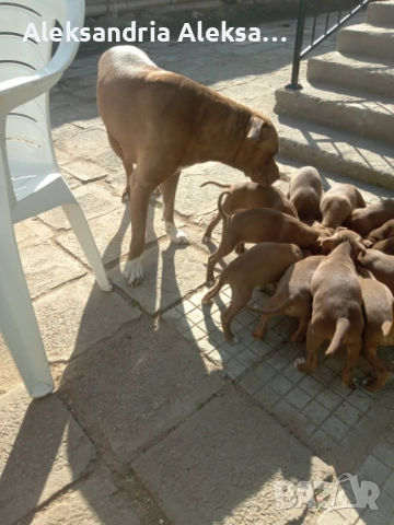 Продавам породисти питбулчета, снимка 13 - Питбул - 52281077