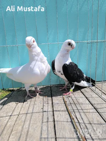 Африканска сова , снимка 3 - Гълъби - 50071282