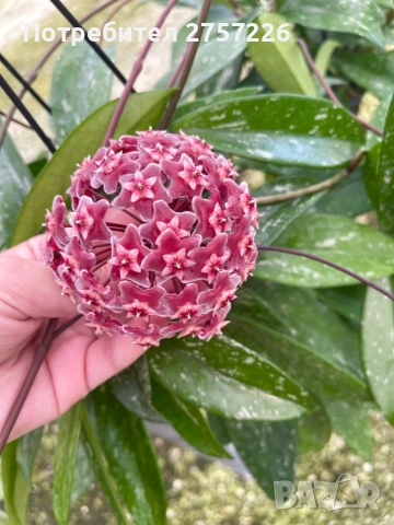 Hoya pubicalyx