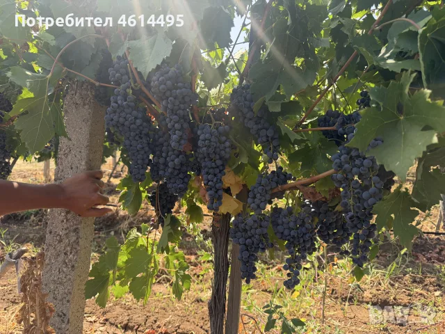 Грозде за вино и ракия, снимка 2 - Други услуги - 55901144