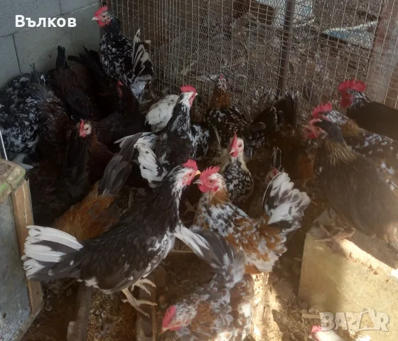 декоративни петлета , снимка 2 - Кокошки и пуйки - 55957193