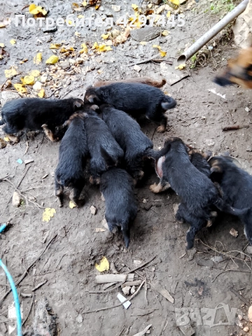 Малки немски овчарки , снимка 9 - Немска овчарка - 52682945