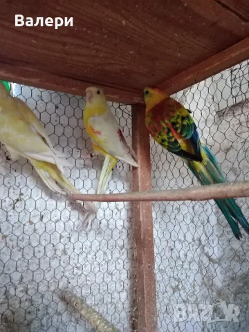 Продавам розели и пойни папагали, снимка 5 - Папагали - 44016654