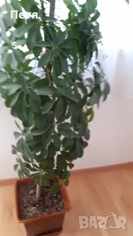 Продавам шефлера висока 1м.със саксията за 15 евро, снимка 8 - Стайни растения - 48549080