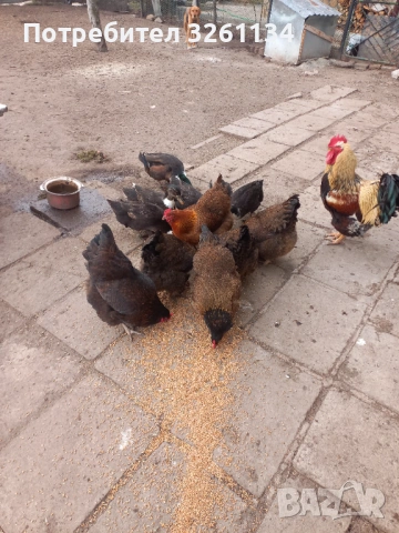 Свободни яйца от катунски комошки, снимка 5 - други­ - 53607575