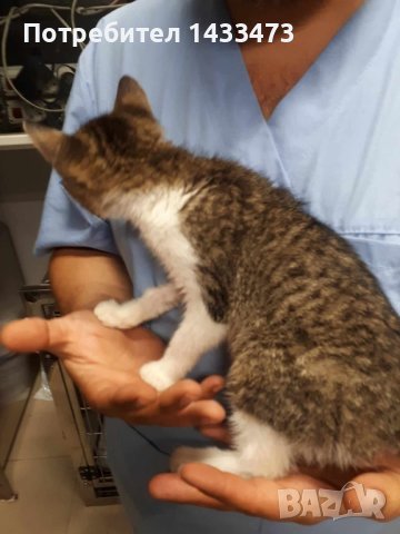 Търся изгубено коте (парично възнаграждение) , снимка 5 - Изгубени/намерени - 41785003