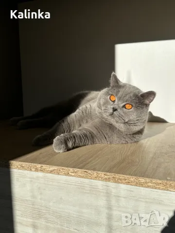 Чистокръвен мъжки британец за разплод, снимка 17 - Търси партньор - 41953795