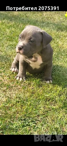 Американско були покет  American bully , снимка 8 - Питбул - 55752145
