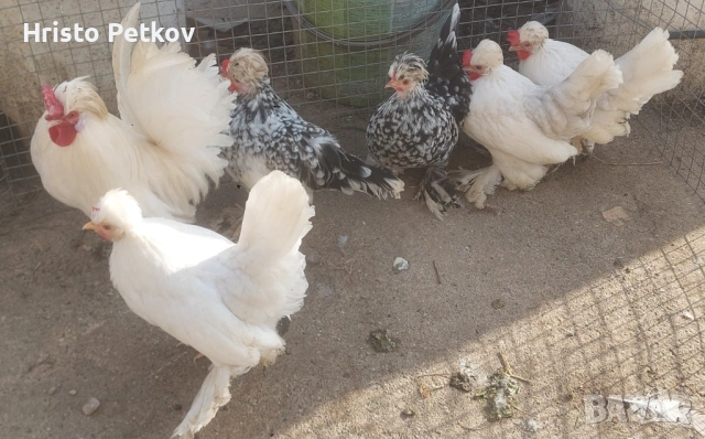 Продавам 1 Петле и 5 Ярки Бреговска Джинка , снимка 3 - Кокошки и пуйки - 53694746