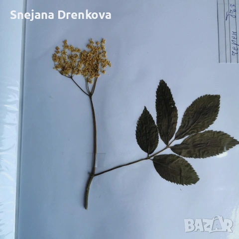 Систематичен хербарий, снимка 6 - Ученически пособия, канцеларски материали - 53034232