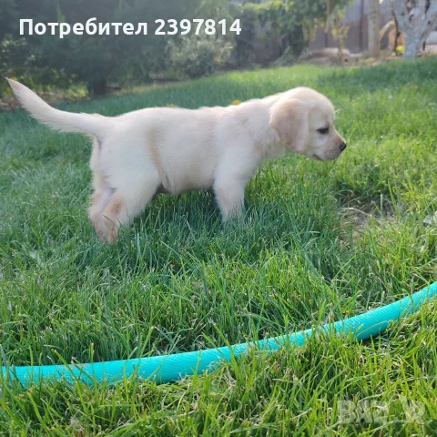 Лабрадор ретривър , снимка 3 - Лабрадор ретривър - 55743243
