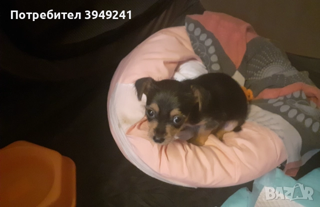 Топ ! Йорки(Чорки), снимка 2 - Други - 52854305