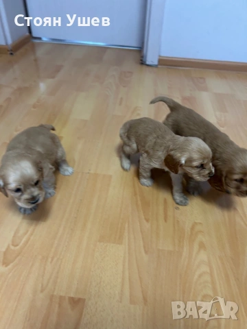 Кокер шпаньол , снимка 7 - Кокер шпаньол - 53218651