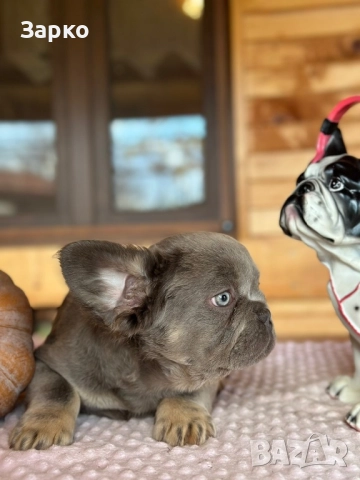 Френски булдог, снимка 11 - Френски булдог - 51228287