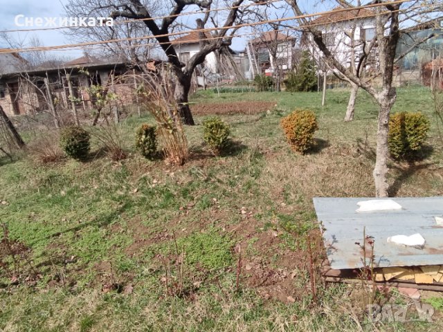 Вечнозелени топчести и дървовидни чемшири, снимка 2 - Градински цветя и растения - 40466313