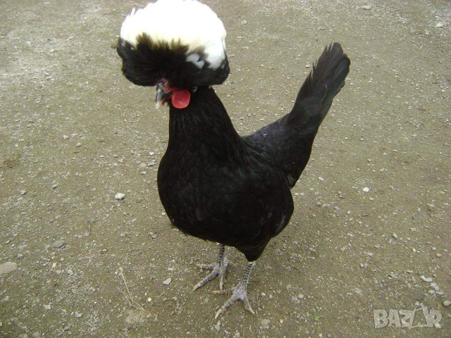 Яйца от холандски качулати, снимка 9 - други­ - 53702012