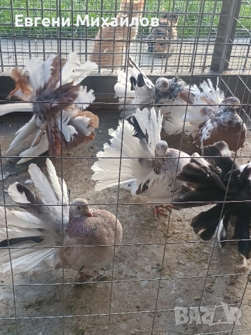 Фенерлии , снимка 10 - Гълъби - 52369192